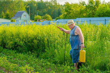 An elderly man in a hat sprays an insecticide on the tops of potatoes. The fight against the Colorado potato beetle and other harmful insects. Summer sunny evening.