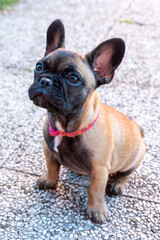 french bulldog puppy