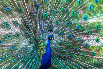 Obraz premium Beautiful blue peacock with its opened tail