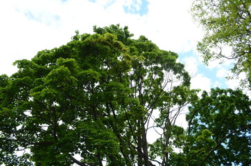 Sunburst shines through the Maple tree leaves.