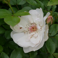 White Flowering JACQUELINE DU PR&Eacute; Rose