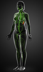 3d rendered medically accurate illustration of a female lymphatic system