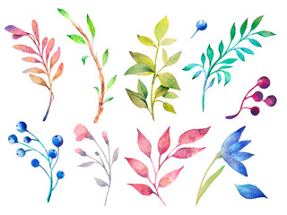 Watercolor illustration. Botanical set of herbs, flowers, berries. Floral Design Elements