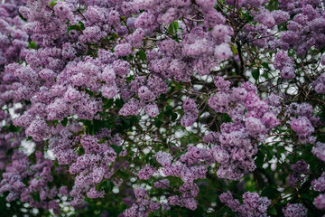 Lilac blossom, purple flowers, spring time and lilac tree flowering.