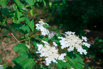 Viburnum blooms. Viburnum branches with white flowers. Green spring and summer blurred background.