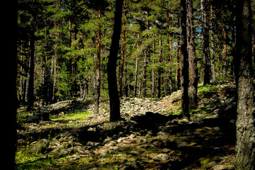 Obraz premium tall trees in the forest