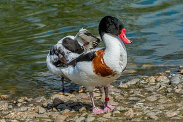 Common Shelduck (Tadorna tadorna) in park