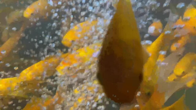 many yellow fish underwater beautiful