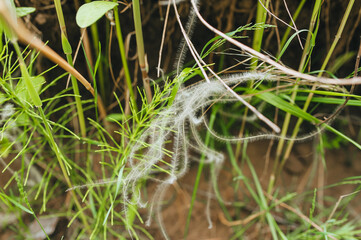 Rare, endangered plant feather grass closeup in nature. Photography, concept.