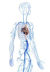 3d rendered medically accurate illustration of the Veins