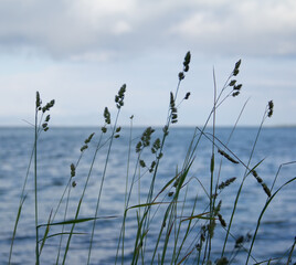 
Grass spikelets on a background of the sea