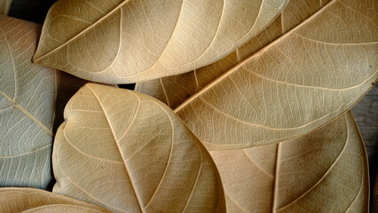 Obraz premium close up of a dry leaf