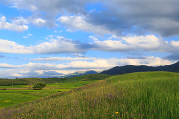 Obraz premium Beautiful spring and summer landscape. Lush green hills. Spring blooming herbs.