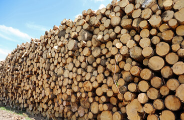 woodpile with many trees cut by lumberjacks for the construction