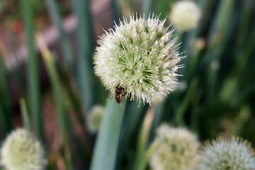 Bee on white onion flower in garden. Selective focus. Close-up.