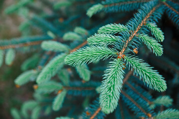 Young shoots of blue spruce. Spring coniferous background. Coniferous branches close-up.