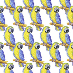 tropical parrot watercolor silhouette tropical bird isolate object white background