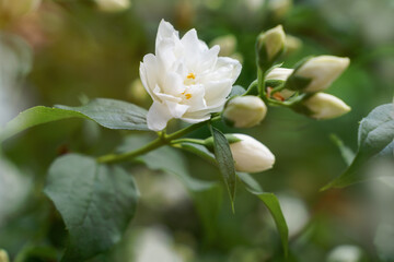 Obraz na płótnie Canvas Jasmine White flowers on blurry green floral background bush
