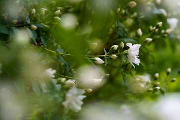 Jasmine White flowers on blurry green floral background bush