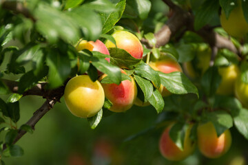 Ripe cherry plum on a branch. Red-yellow plum fruit. Orchard. The maturation of the fruit. Summer...