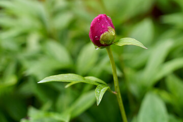 Bud of pion flower with rain drop on green blurry background . High quality photo