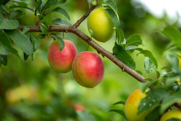 Ripe cherry plum on a branch. Red-yellow plum fruit. Orchard. The maturation of the fruit. Summer fruit on a soft blurry background. Red and green shades. Vitamins. Selective focus