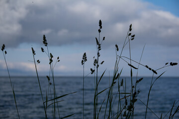 
Grass spikelets on a background of the sea