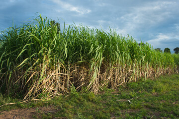 Sugarcane field at sunset in farm,soft focus.