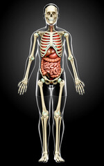 3d rendered medically accurate illustration of male  Internal organs and skeleton system