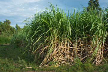 Fototapeta premium Sugarcane field at sunset in farm,soft focus.