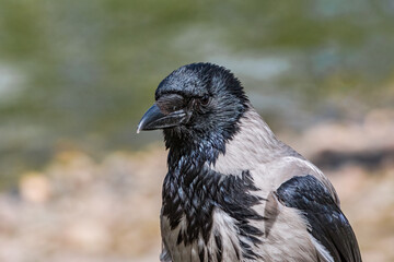 Hooded Crow (Corvus cornix) in park, Central Russia