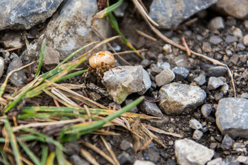 Die herbstliche Bergwelt der österreichischen Alpen