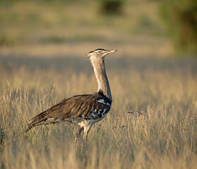 Kori Bustard is the largest flying bird native to Africa, Ardeotis kori,  Kenya, Africa
