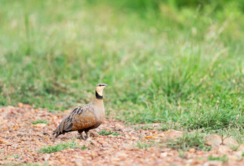 Yellow Throated Sandgrouse at Maasai Mara National Reserve, Pterocles gutturalis, Kenya, Africa