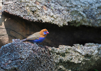 Male Purple Grenadier at Maasai Mara National Reserve, Uraeginthus ianthinogaster Kenya, Africa