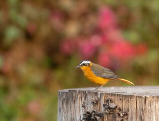 White-browed Robin Chat at Lake Naivasha, Cossypha heuglini, Kenya, Africa