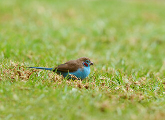 Red-cheeked Cordonbleu at Maasai Mara National Reserve, Uraeginthus bengalus, Kenya, Africa