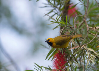 Specked Weaver bird at Maasai Mara National Reserve, Ploceus ocularis, Kenya, Africa