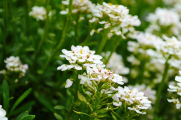Optimistic background with small white flowers
