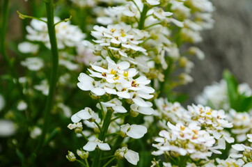 Optimistic background with small white flowers