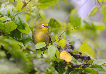 Broad-ringed White Eye or Kilimanjaro white-eye on tree, Zosterops eurycricotus,  Kenya, Africa