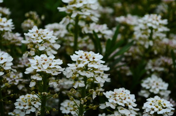 Optimistic background with small white flowers