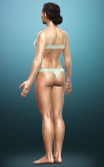 Fototapeta premium 3d rendered illustration of the female body