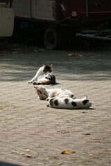 drei Streuner Katzen liegen in der Sonne un putzen sich