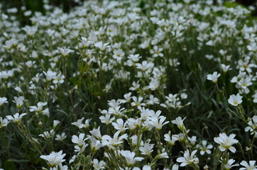 Optimistic background with small white flowers
