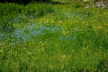 green grass and flowers at the forest