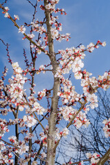 Apricot (Armeniaca vulgaris) in orchard in spring