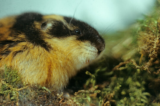 Nature reserve "Laplandsky". The norwegian lemming (Lemmus lemmus). Murmansk region.