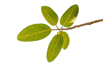 green leaves isolated on white background