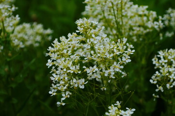 Optimistic background with small white flowers
